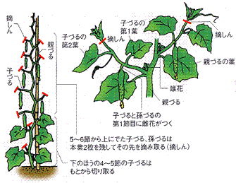 キュウリ 野菜をつくろう アグリス Jaあいち知多