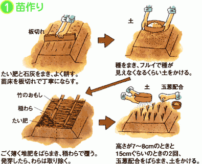 タマネギ | 野菜をつくろう | アグリス（JAあいち知多）