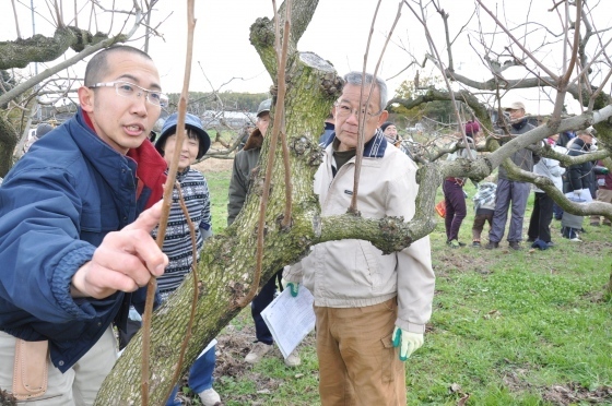 家庭用果樹剪定のコツなど指導 ほっとニュース アグリス Jaあいち知多