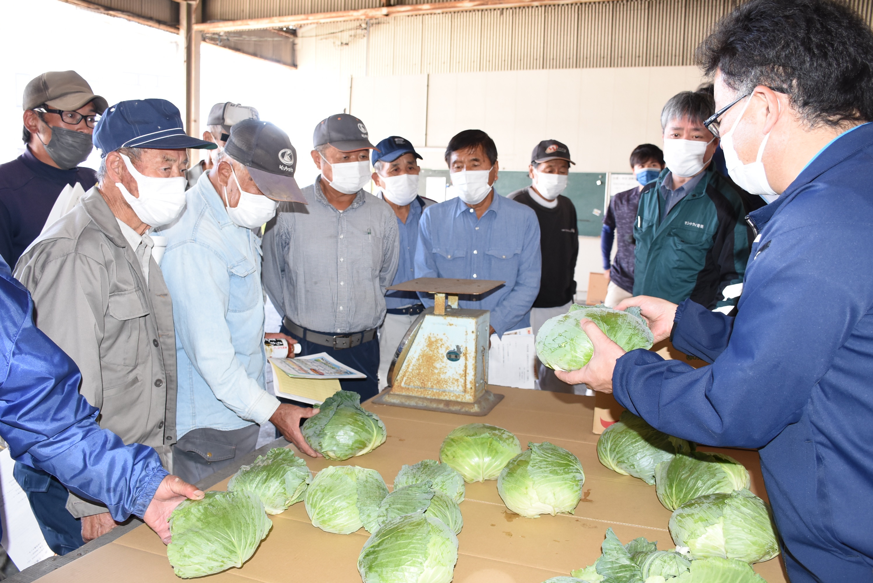 年内キャベツの出荷規格確認 目ぞろえ会で出荷規格を統一 | ほっと